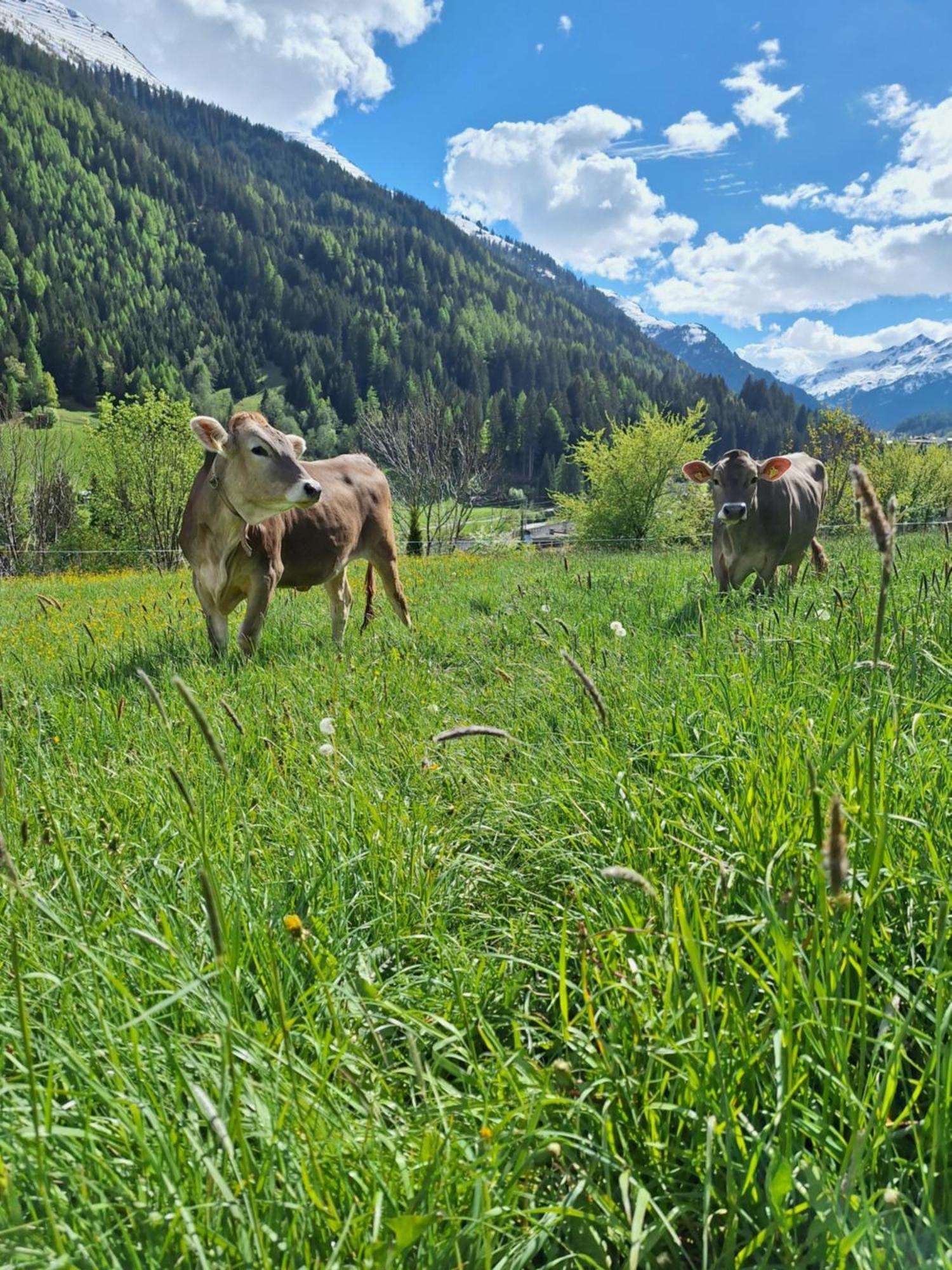 Gsörhof Lägenhet Sankt Anton am Arlberg Exteriör bild